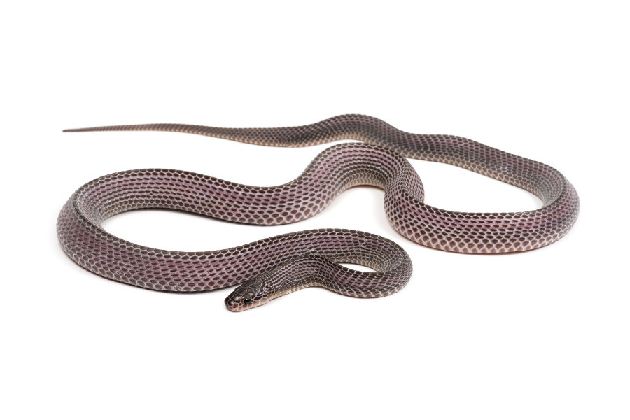 Gonionotophis (Mehelya) crossi, adulte Gonionotophis (Mehelya) crossi, adulte