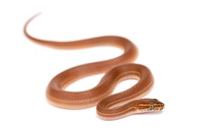 Boaedon (Lamprophis) lineatus, juvénile