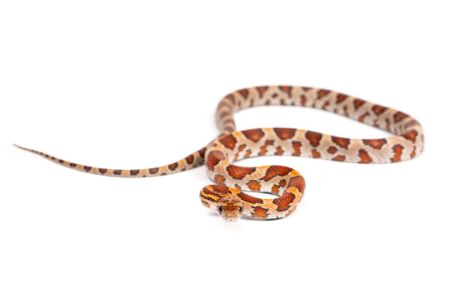 Pantherophis guttatus, kastanie
