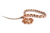 Pantherophis guttatus, kastanie