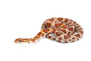 Pantherophis guttatus, kastanie