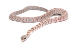 Pantherophis guttatus, shatter