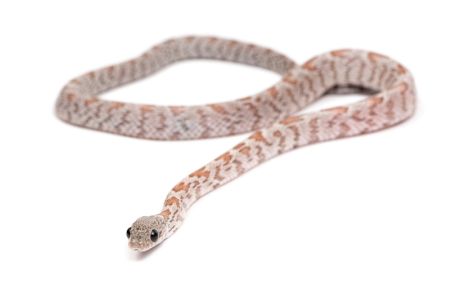 Pantherophis guttatus, shatter