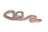 Pantherophis guttatus, tessera cinder