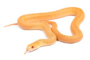 Pituophis catenifer annectens, albinos