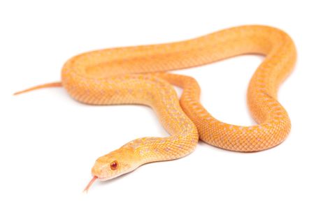 Pituophis catenifer annectens, albinos