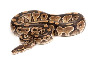 Python regius, adulte