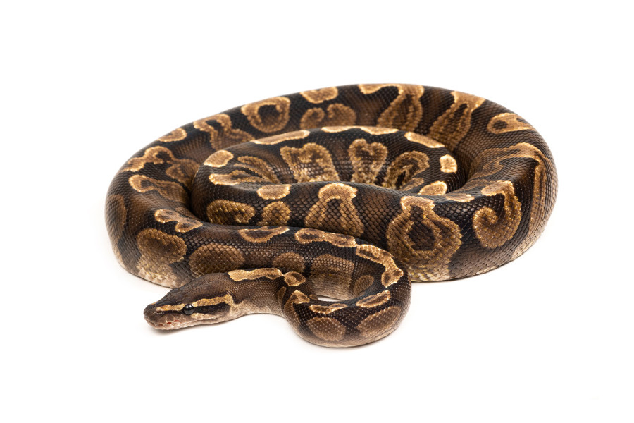 Python regius, GHI, adulte Python regius, GHI, adulte