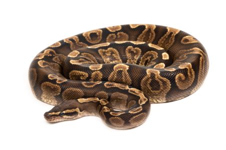 Python regius, GHI, adulte Python regius, GHI, adulte