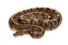 Python regius, GHI, adulte
