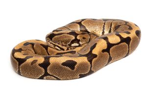 Python regius, spotnose, adulte