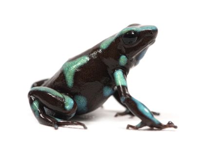 Dendrobates auratus, Taboga Dendrobates auratus, Taboga