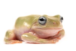 Litoria caerulea, blue eyes