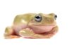 Litoria caerulea, blue eyes