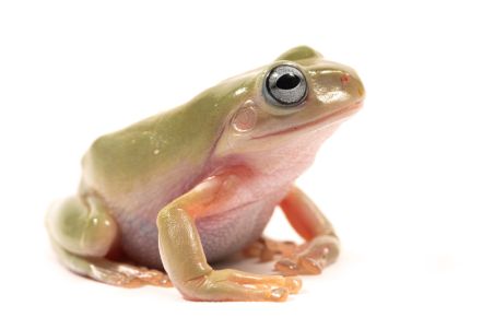 Litoria caerulea, blue eyes