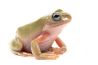 Litoria caerulea, blue eyes