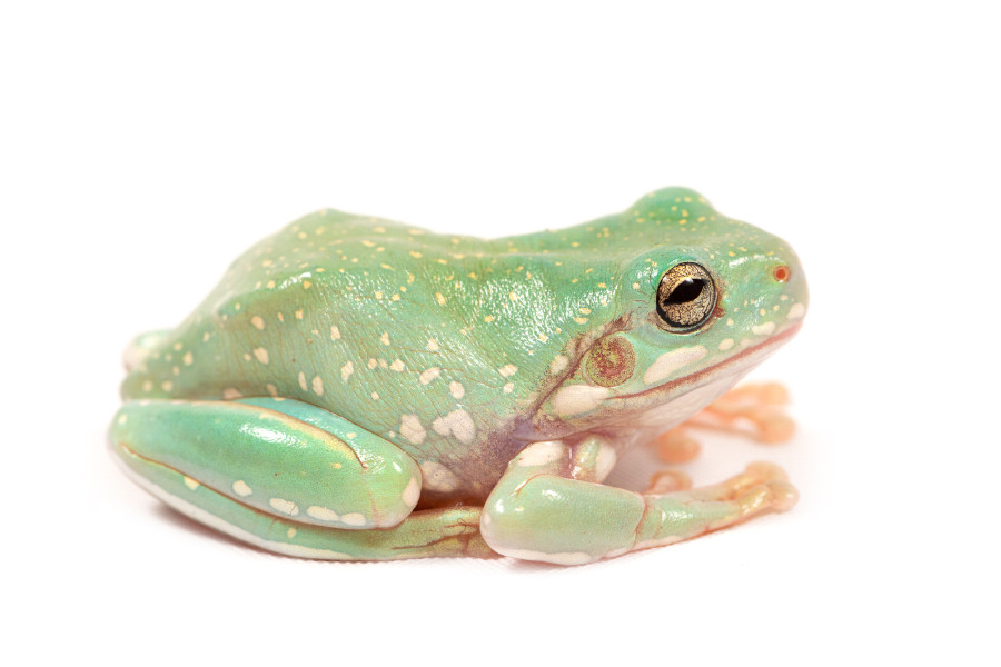 Litoria caerulea, snowflake Litoria caerulea, snowflake