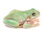 Litoria caerulea, snowflake