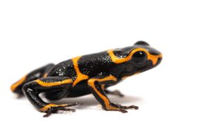 Ranitomeya (Dendrobates) imitator, Huallaga banded
