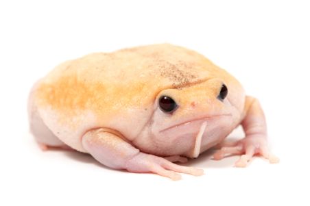 Kaloula pulchra, ivory