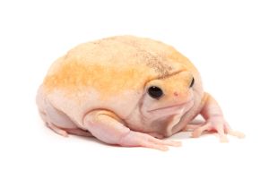 Kaloula pulchra, ivory