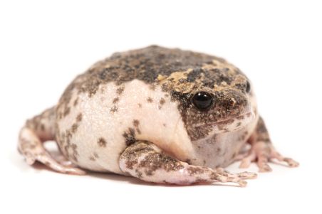Kaloula baleata, piebald Kaloula baleata, piebald