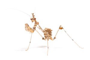 Sibylla pretiosa