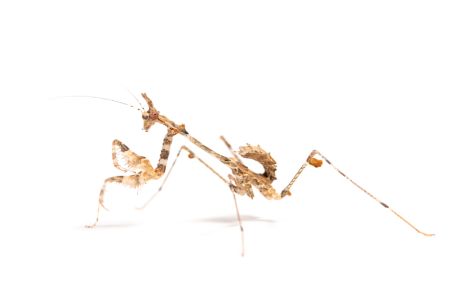 Sibylla pretiosa