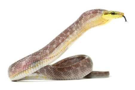 Gonyosoma oxycephala, chamoisée