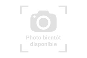 Hemitheconyx caudicinctus, caramel zulu, femelle adulte