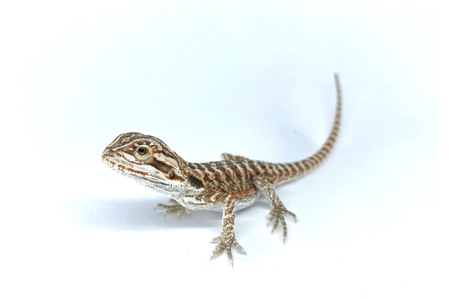 Pogona vitticeps, leatherback red, juvénile