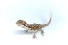 Pogona vitticeps, leatherback red, juvénile