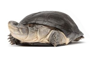 Pelusios castaneus, adulte