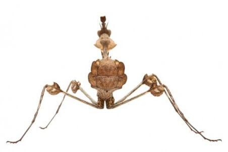 Gongylus gongylodes, subadulte