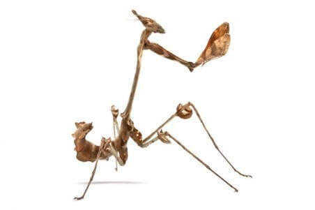 Gongylus gongylodes, subadulte