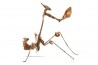 Gongylus gongylodes, subadulte