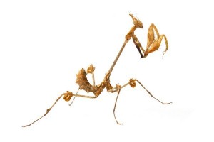 Gongylus gongylodes, subadulte