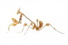 Gongylus gongylodes, subadulte