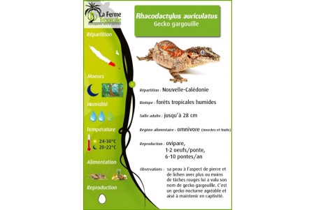 Rhacodactylus auriculatus, stripe