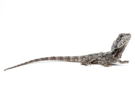 Chlamydosaurus kingii