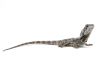 Chlamydosaurus kingii