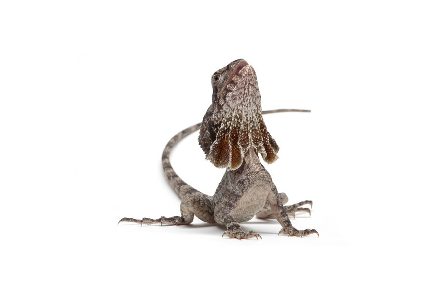 Chlamydosaurus kingii, sub adulte