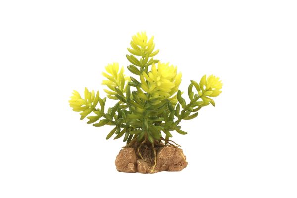 Naturalistic Desert Flora - Burro's Tail Naturalistic Desert Flora - Burro's Tail