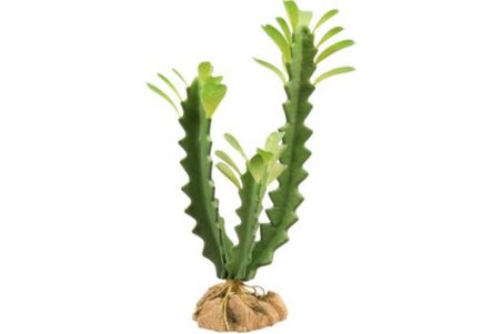 Naturalistic Desert Flora - Euphorbia