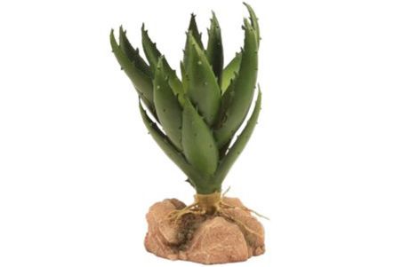 Naturalistic Desert Flora - Green Aloe Vera