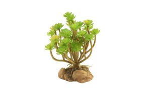 Naturalistic Desert Flora - Tree Houseleek