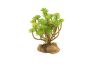 Naturalistic Desert Flora - Tree Houseleek