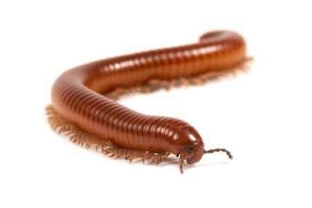 Thyropygus allevatus Thyropygus allevatus