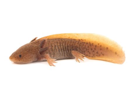 Ambystoma mexicanum (axolotl), copper, 14-16 cm