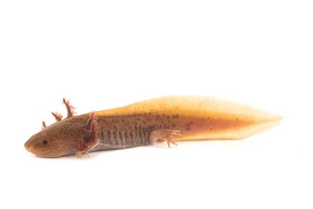 Ambystoma mexicanum (axolotl), copper, 14-16 cm